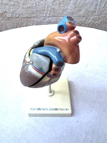Vintage anatomisches - vintage,